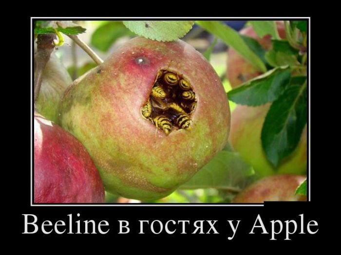 Beeline    Apple 