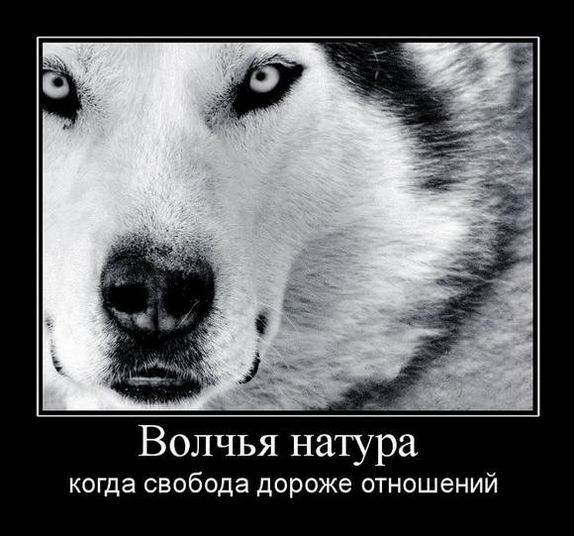 Волчья натура когда свобода дороже отношений 