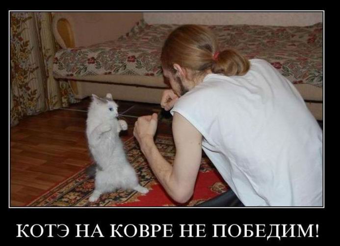 Котэ на ковре не победим! 