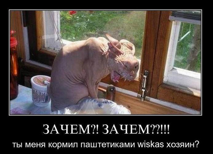 ?! ??!!!     wiskas ?