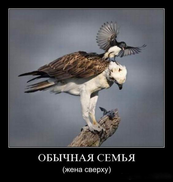 Обычная семья (жена сверху) 