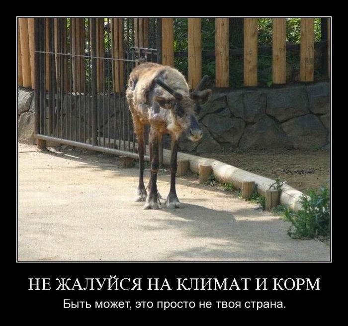 Не жалуйся на климат и корм. Быть может, это просто не твоя страна. 