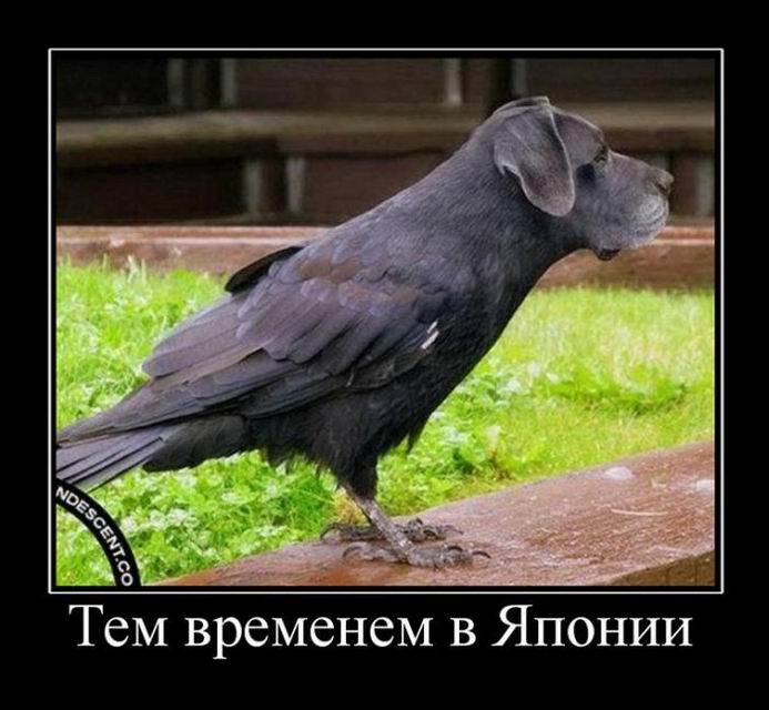 Тем временем в Японии 