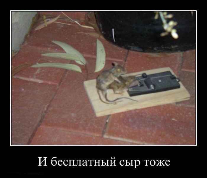 И бесплатный сыр тоже 