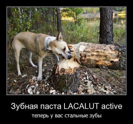  lacalut active,      
