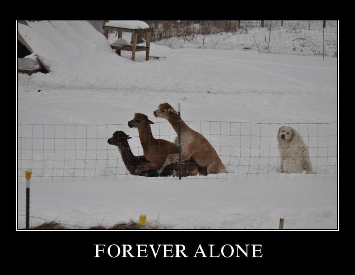 Forever alone 