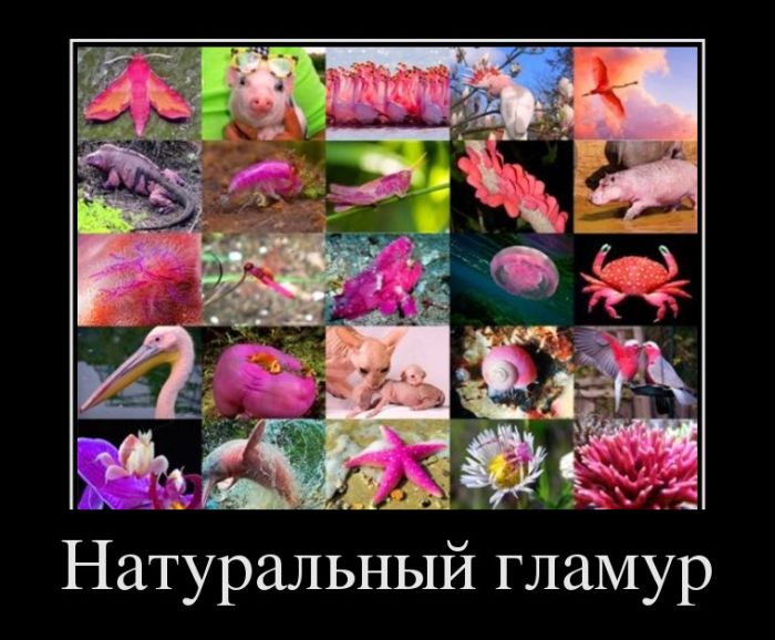 Натуральный гламур 