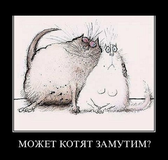 Может котят замутим? 