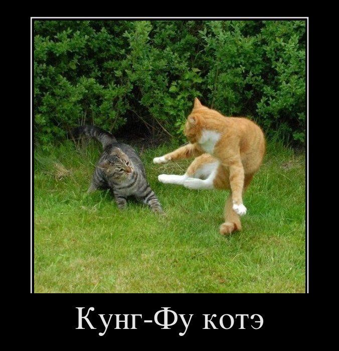 Кунг-Фу котэ 