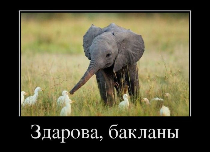 Здарова, бакланы