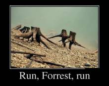 Run, Forrest, run 
