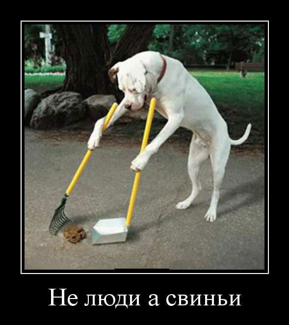 Не люди а свиньи 