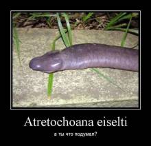 Atretochoana eiselti.    ? 