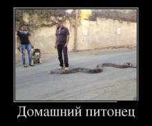 Домашний питонец
