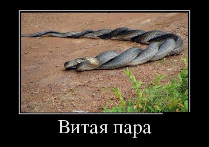 Витая пара 