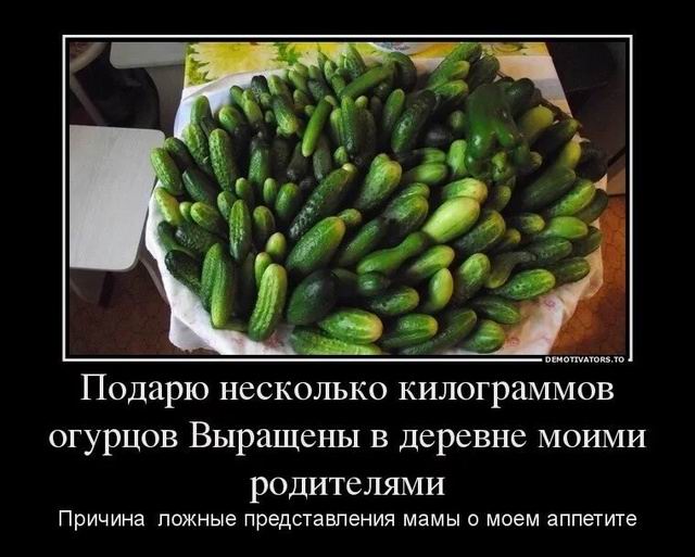 Раскрыт секрет выращивания длинноплодных огурцов