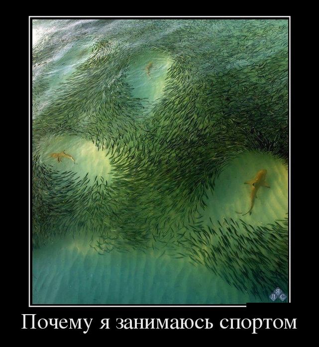 Почему я занимаюсь спортом 