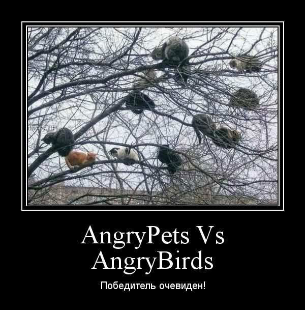 AngryPets Vs AngryBirds.  !