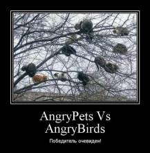 AngryPets Vs AngryBirds.  !
