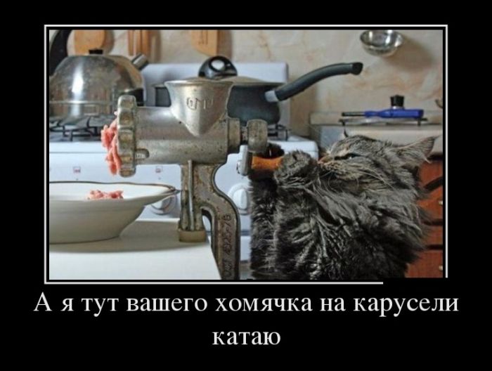 А я тут вашего хомячка на карусели катаю 