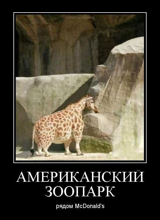    McDonalds 