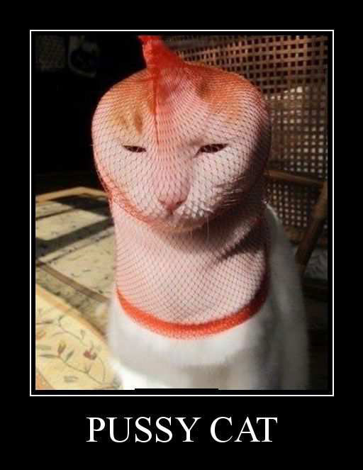 Pussy cat
