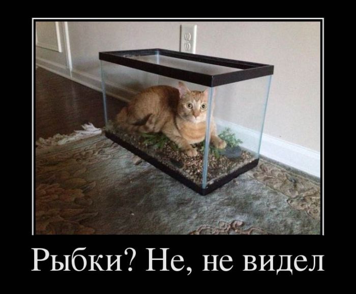 ? ,   