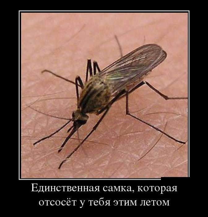 Единственная самка, которая отсосёт у тебя этим летом 