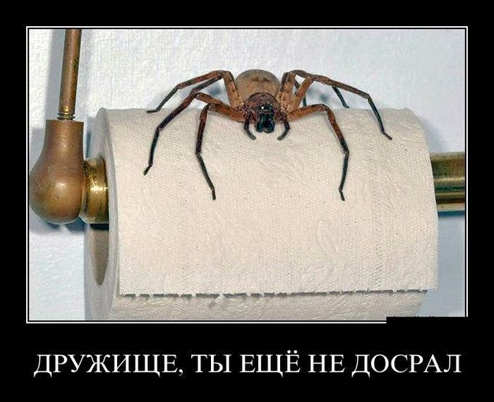Дружище, ты ещё не досрал 
