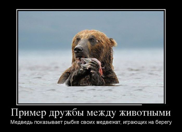 Пример дружбы между животными. Медведь показывает рыбке своих медвежат, играющих на берегу 