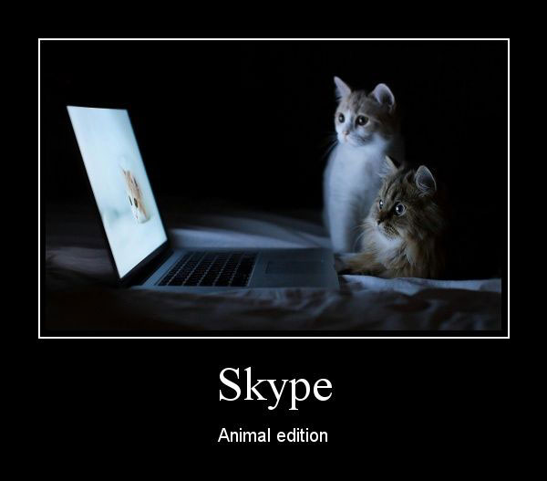 Skype. Animal edition 