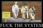 Fuck the system 