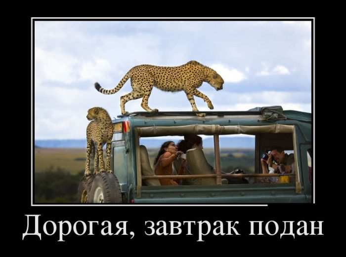Дорогая, завтрак подан 