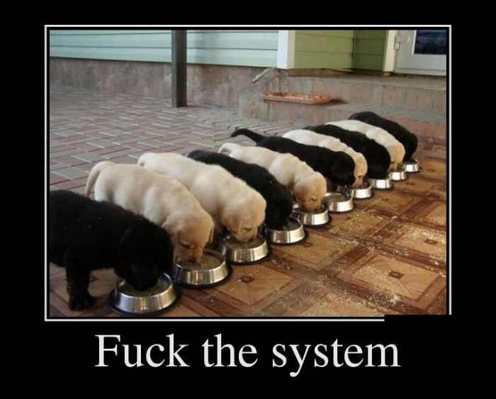 Fuck the system