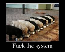 Fuck the system