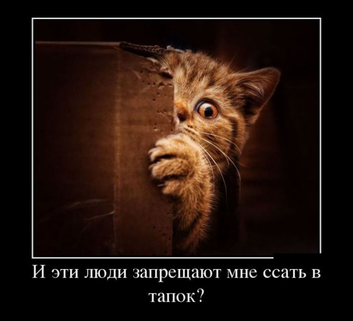 И эти люди запрещают мне ссать в тапок? 