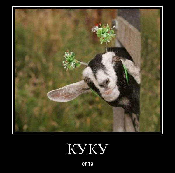 Куку ёпта 