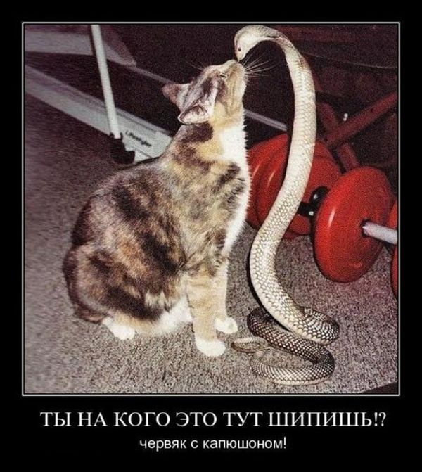 Ты на кого это тут шипишь!? Червяк с капюшоном! 