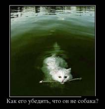 Как его убедить, что он не собака?