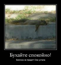 Бухайте спокойно! Белочка не придет! Она устала 